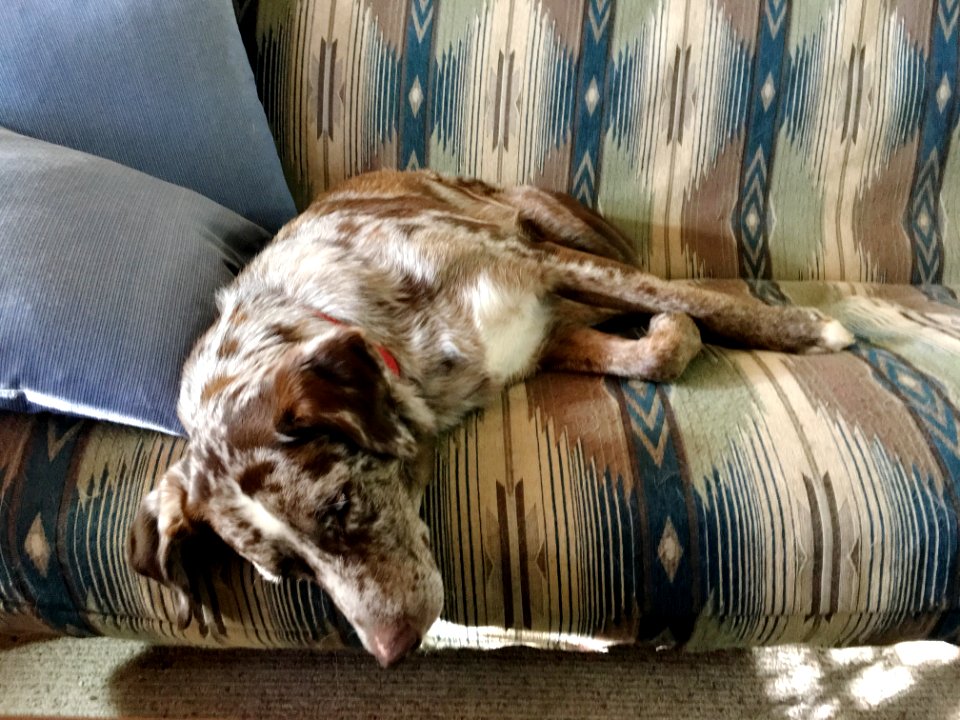 Portrait Of Dog On Sofa