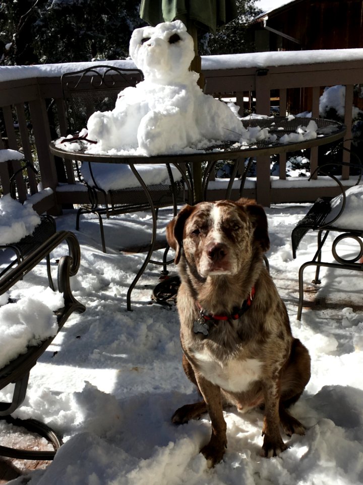 Hey Whats With The White Dog