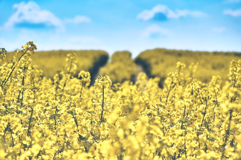 Canola Field