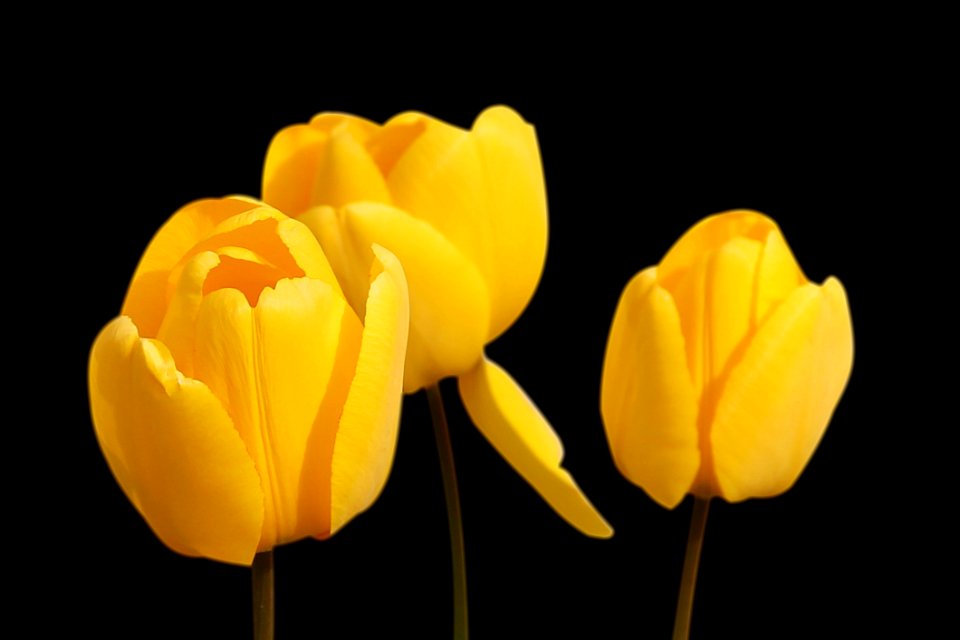 Yellow Flower