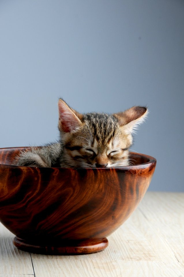 Kitten In Wood Bowl