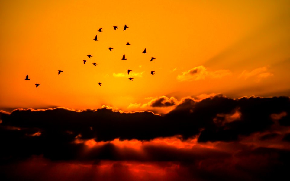 Mass Of Bird Flying During Sunset