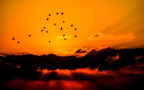 Mass Of Bird Flying During Sunset photo