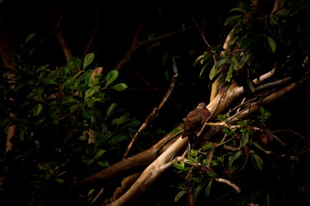 Bird Perched On Branch photo