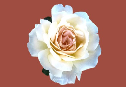Beautiful White Rose Flower In Bloom