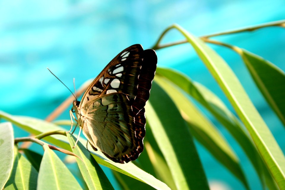 Green Brown Butterfly