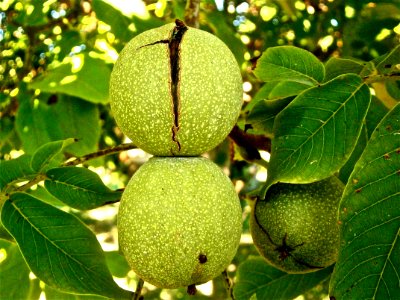 Green Round Fruit Macro Shot Photography