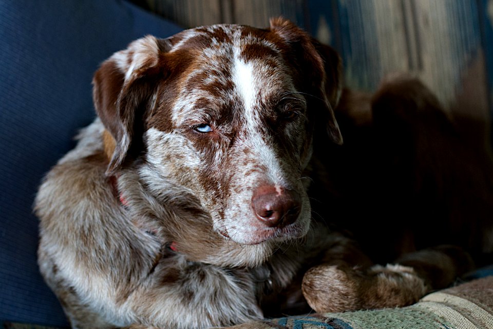 Indoor Portrait Of Dog
