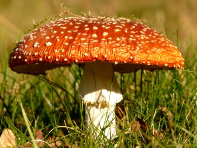 Brown And White Mushroom On Green Grass At Daytime photo