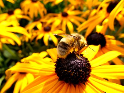 Bee On Yellow Flower photo