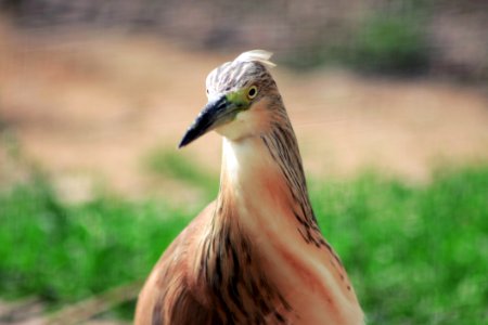 Portrait Of A Bird