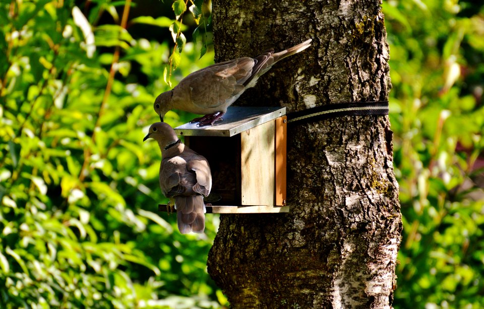 2 Brown Pigeons On Brown Tree During Daytime photo