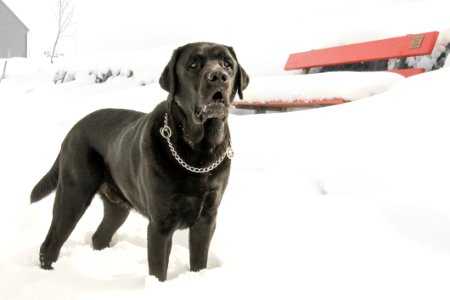 Black Dog In Snow