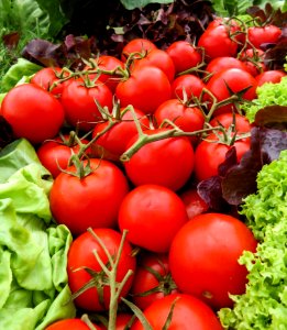 Tomatoes And Lettuce