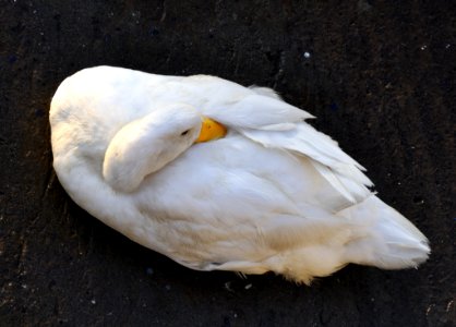 Ducks At Porto Ulisse Ognina Catania Sicilia Taly - Creative Commons By Gnuckx