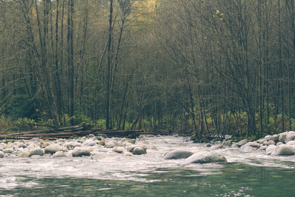 Stream By Forest