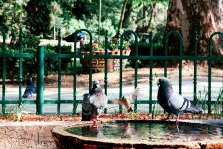 Doves On A Fountain photo