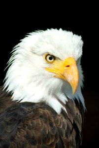 Black And White Eagle