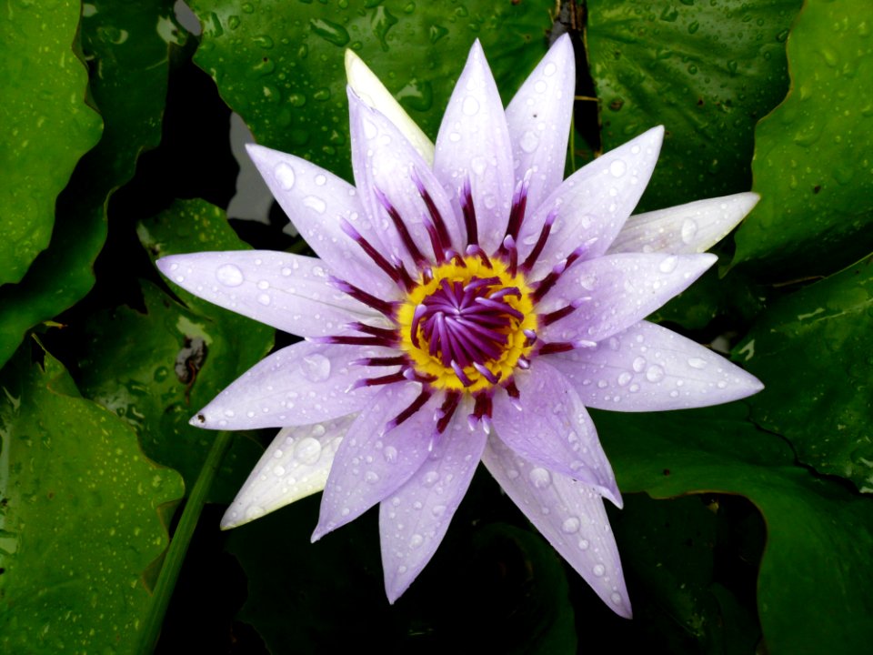 Purple And White Petals Flower