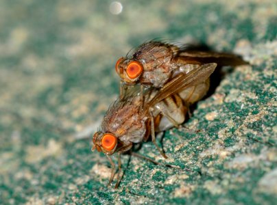Botflies Mating Close Up Photography photo