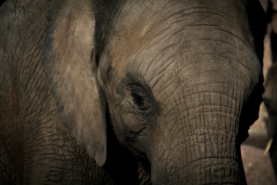 Close Up Of Elephant