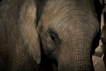 Close Up Of Elephant