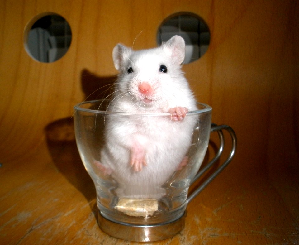 Add A Hammy To Your Coffee