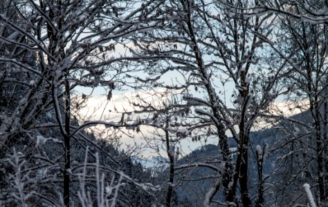 Trees In Winter