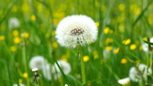 Dandelion On Green Grass Field In Shallow Focus Lens photo