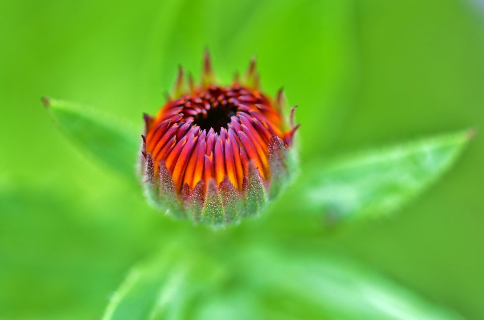 Shallow Photo Of Yellow And Purple Flower