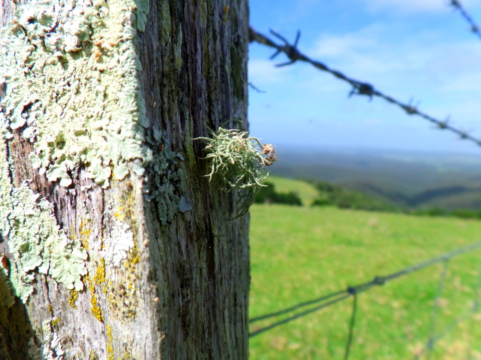 Clinging To Life