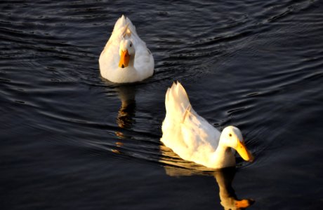 Ducks At Porto Ulisse Ognina Catania Sicilia Taly - Creative Commons By Gnuckx