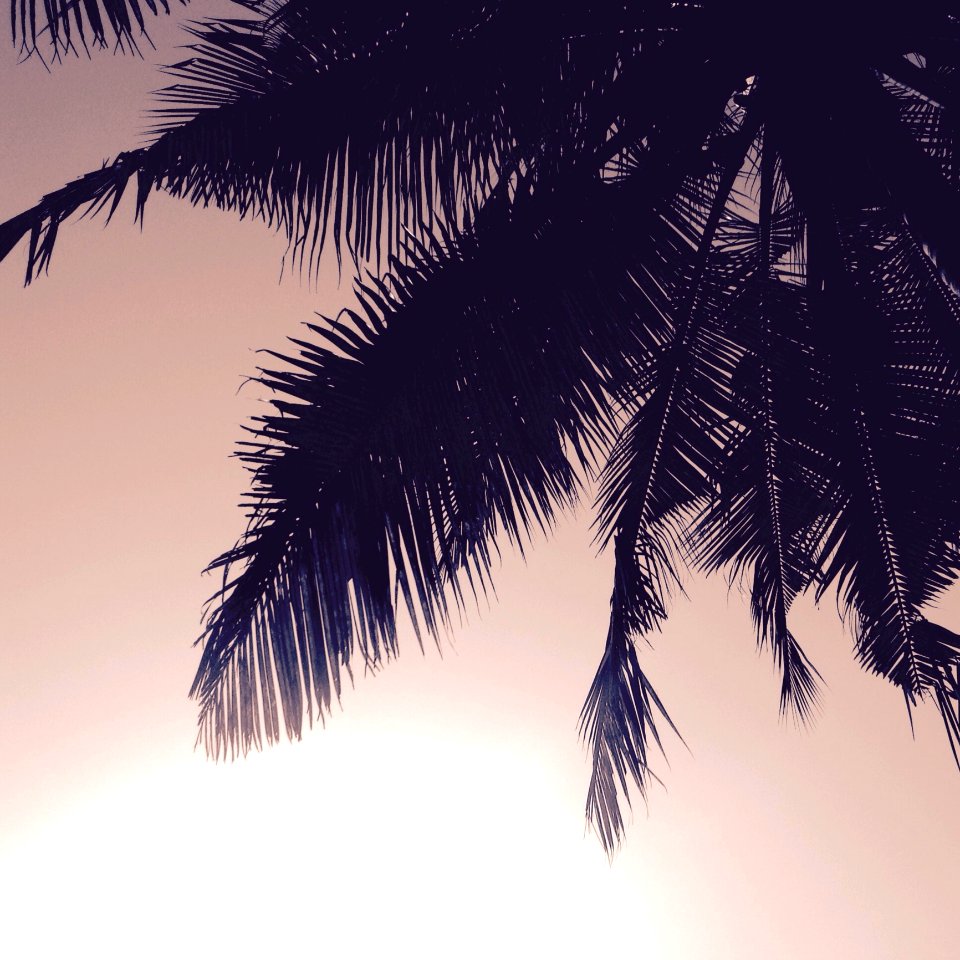 Silhouette Of Coconut Tree