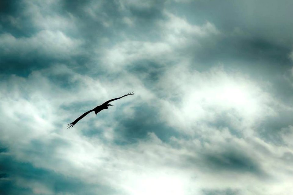 Bird Gliding On Outstretched Wings