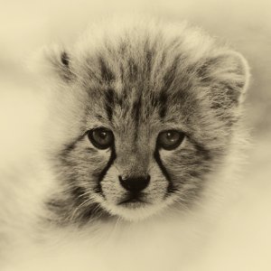 Cheetah Cub photo