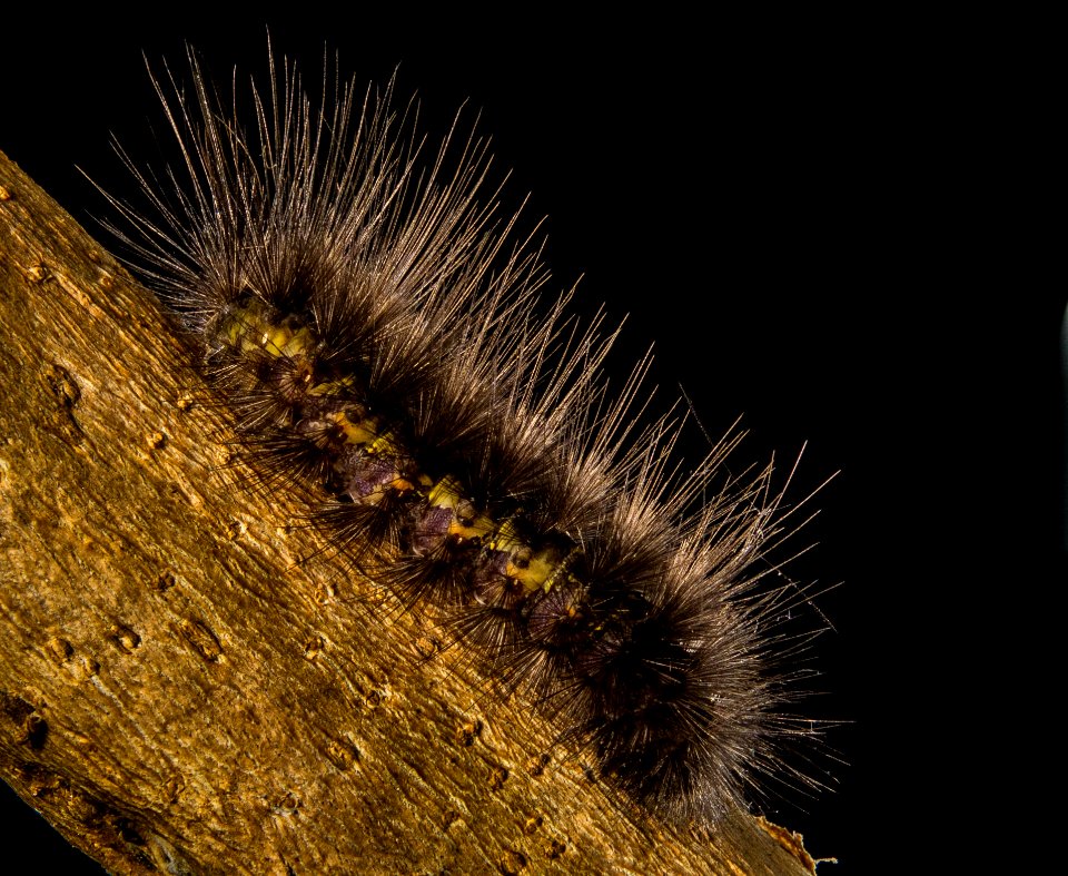 Brown Moth Caterpillar On Brown Trunk