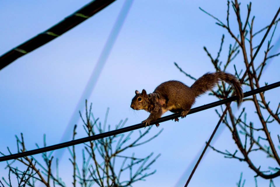 Squirell On A Power Line