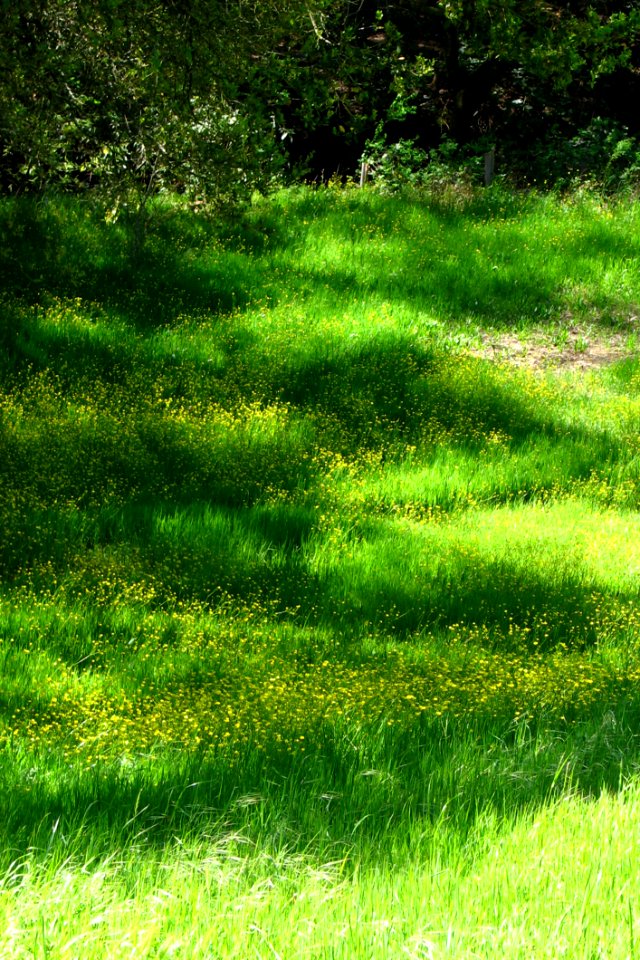 Grass And Mustard