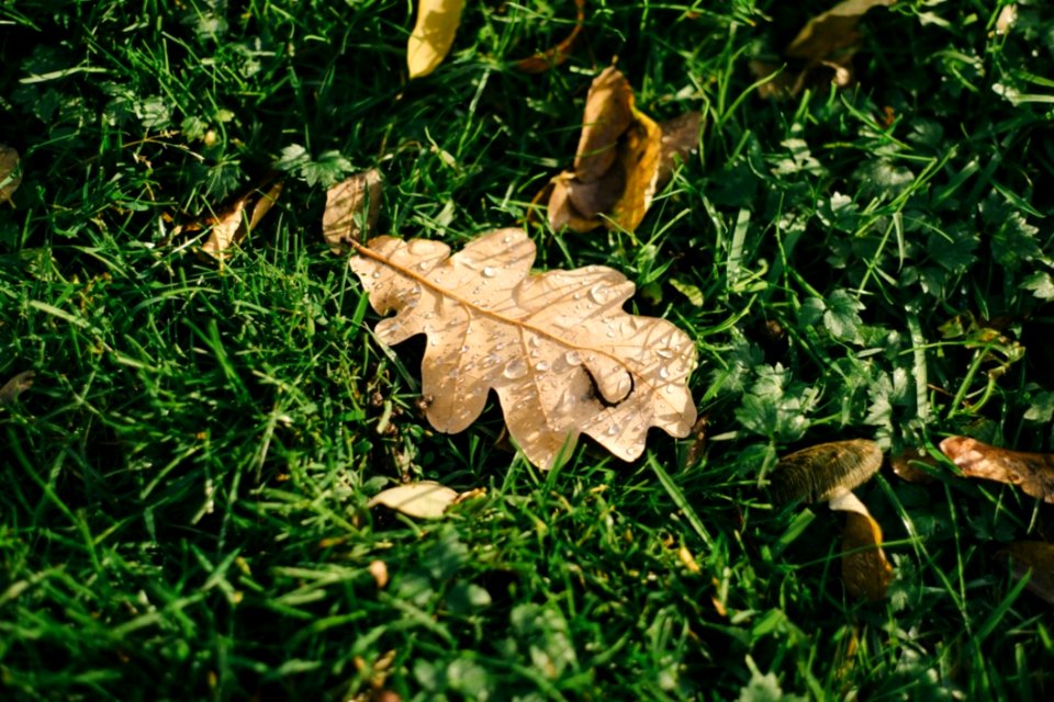 Autumn Leaf