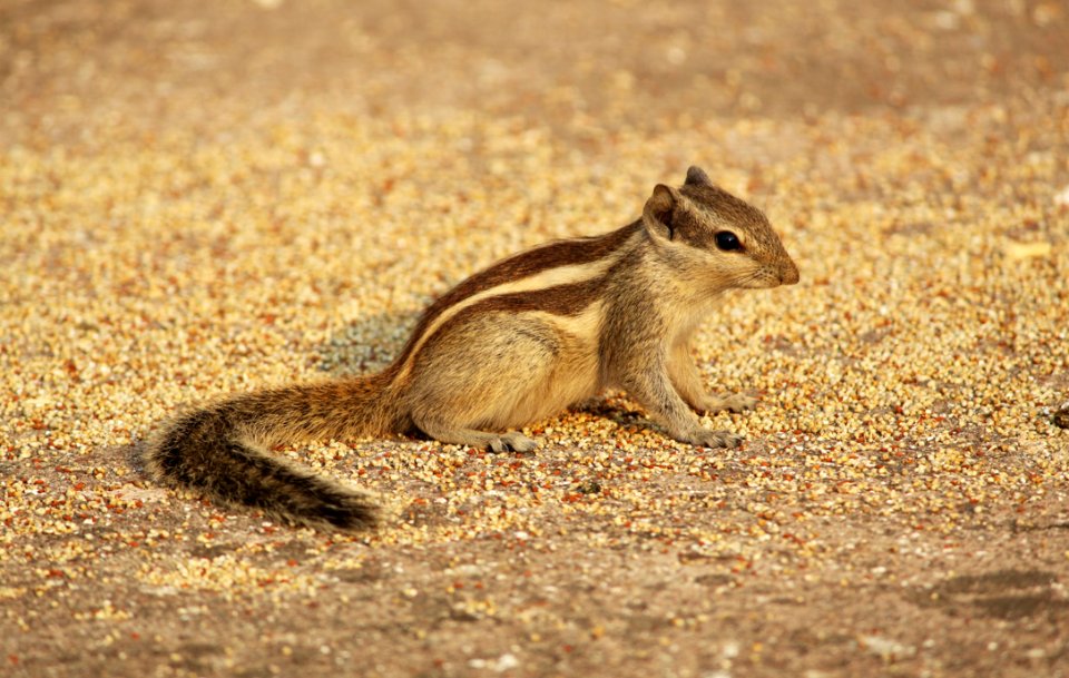 Chipmunk On Ground