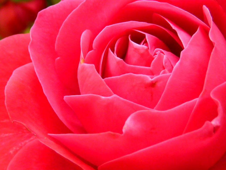 Pink Rose In Close Up Photography