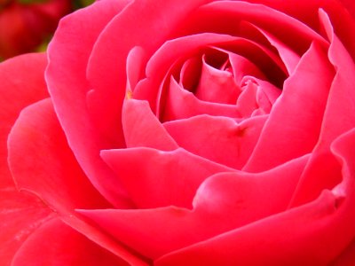Pink Rose In Close Up Photography photo