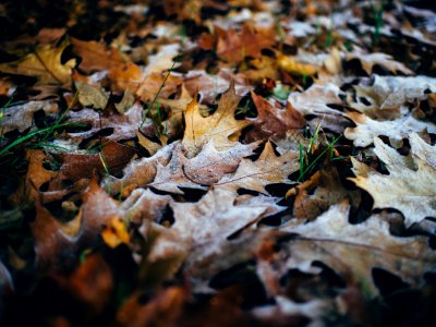Oak Leaves On Ground