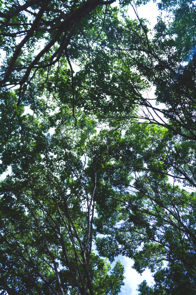 Treetops In Summer