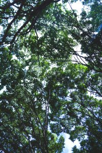 Treetops In Summer