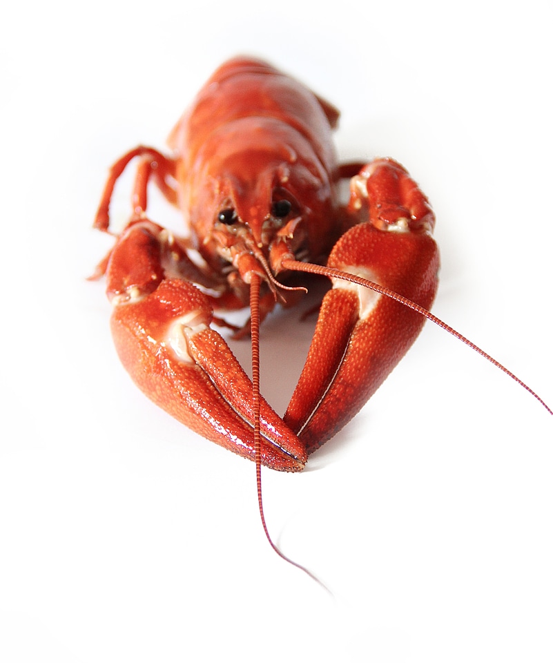 Seafood animals crustaceans