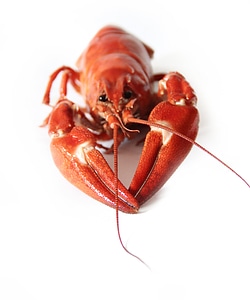 Seafood animals crustaceans