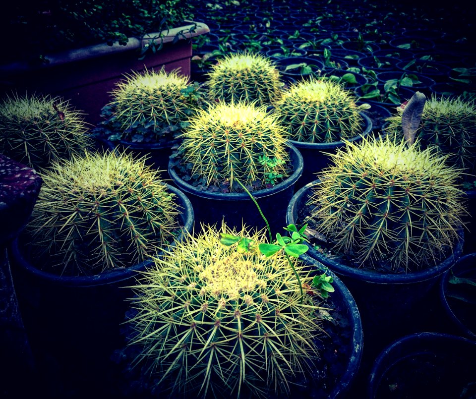 Cactus Plants In Pots