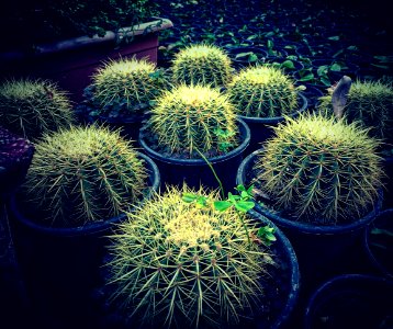 Cactus Plants In Pots