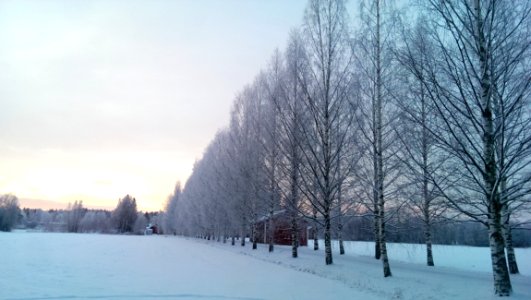Row Of Trees By Field In Winter